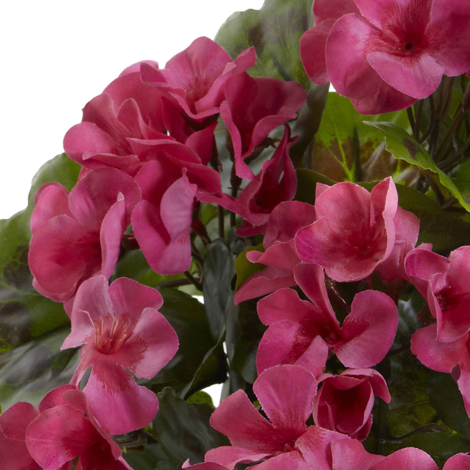 Pink Geranium Bush, 4ct.